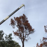 tree service palo alto ca