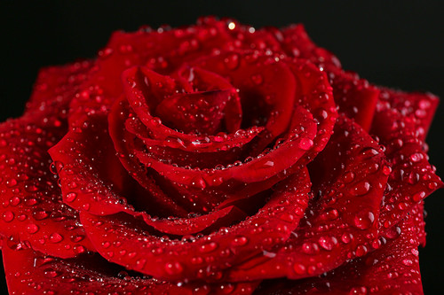 roseD19.jpg