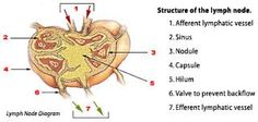 Grading & Staging Prostate Cancer.jpg