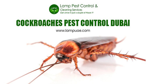 Cockroaches pest control Dubai.jpg