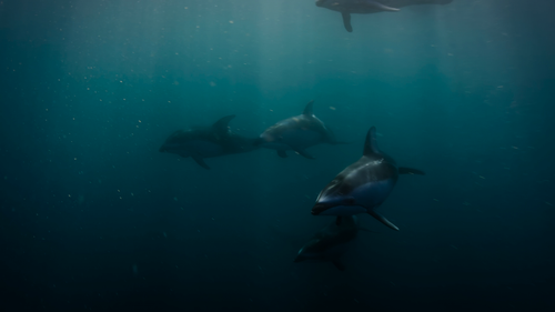 Big.Beasts.S01E01.The.Grey.Whale.2160p.ATVP.WEB DL.DDP5.1.Atmos.DV.HEVC HHWEB.mkv 20241201 181237.51.png