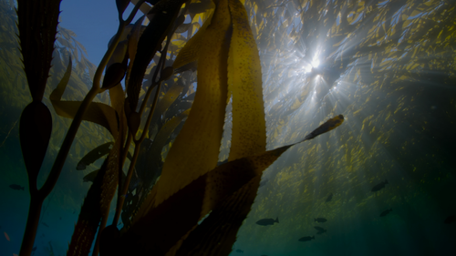 Big.Beasts.S01E01.The.Grey.Whale.2160p.ATVP.WEB DL.DDP5.1.Atmos.DV.HEVC HHWEB.mkv 20241201 181246.05.png