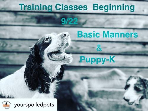 One On One Dog Training Classes Near Me.jpg