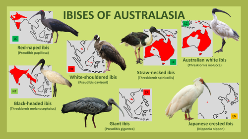 Ibises of Australasia.png