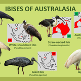 Ibises of Australasia