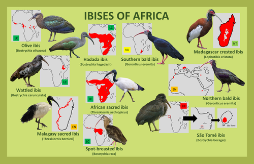 Ibises of Africa.png