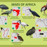Ibises of Africa