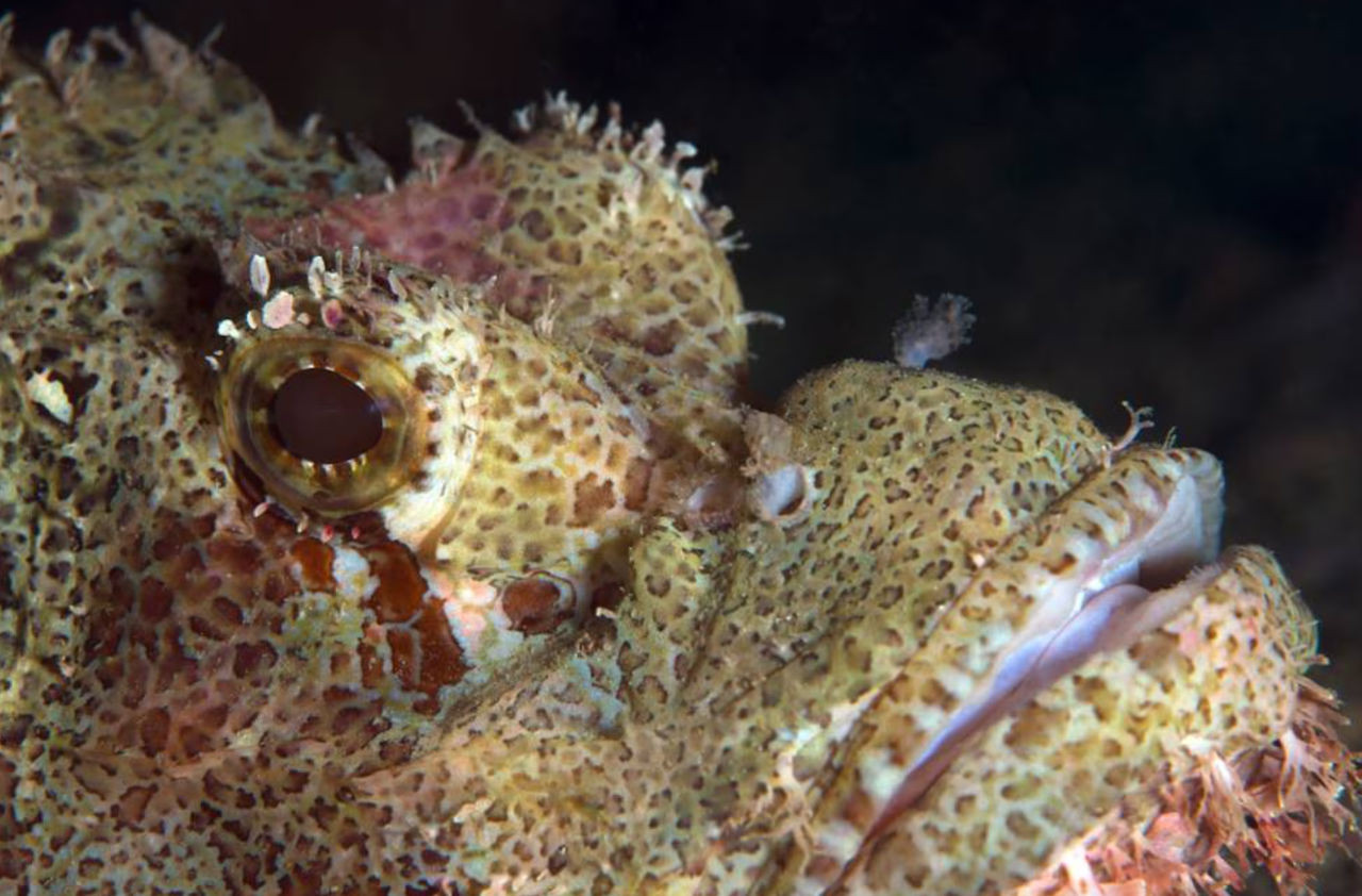Turista tedesco morso da pesce pietra a Hearson’s Cove