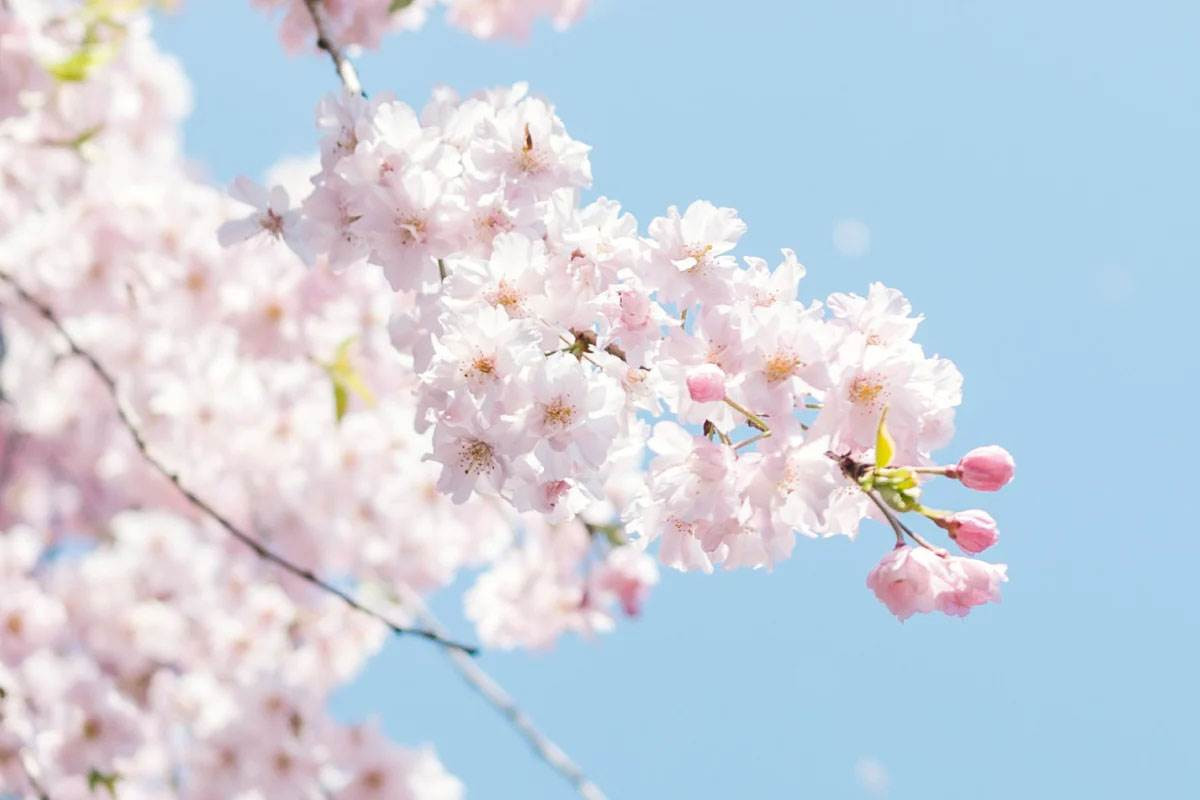Oubaitori: La filosofia giapponese per vivere serenamente