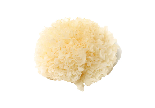 TREMELLA Mushroom UK.png