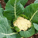 cauliflower2404
