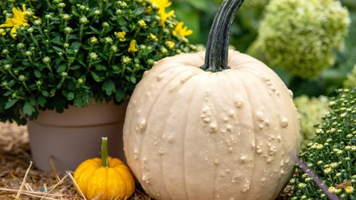 pumpkin2408.jpg