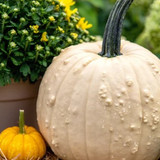 pumpkin2408