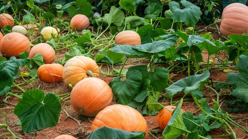 pumpkin2407.jpg