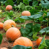 pumpkin2407