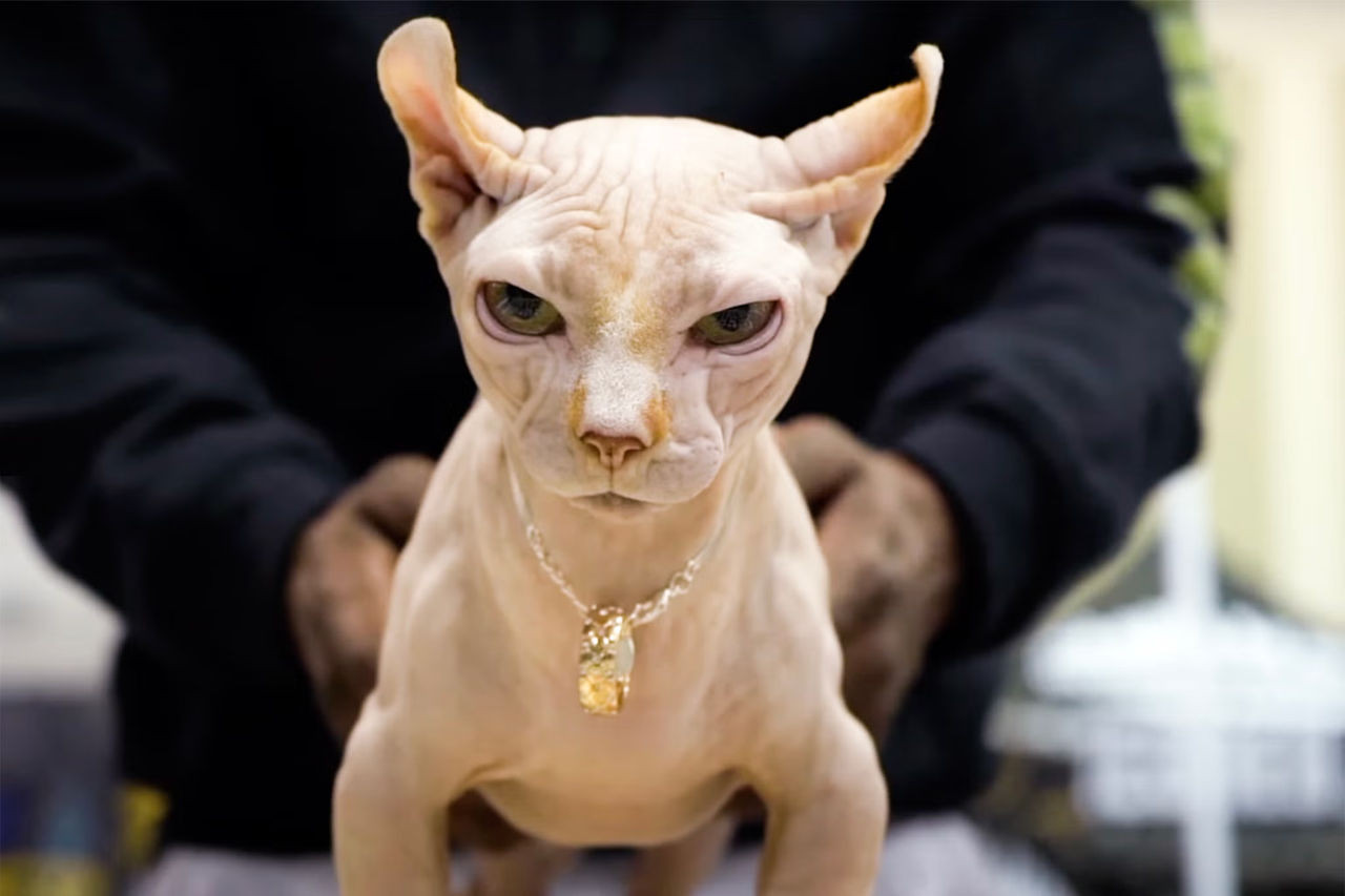 Bully Cats: Allevamento di Gatti Mutanti