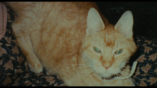 mpv shot0005.png