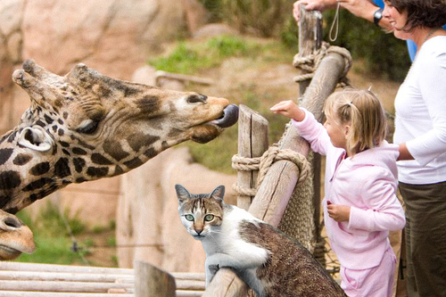 Cat Zoo