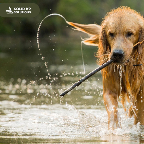 Expert Dog Training Services in Woodstock, GA.jpg