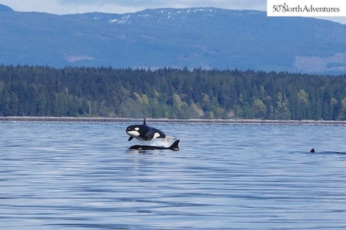 Salmon Fishing Vancouver Island.jpg