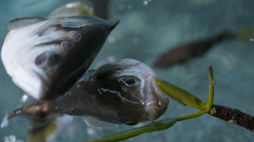 Planet.Earth.S03E01.2006.2160p.WEB DL.H265.AAC HHWEB.mp4 20241120 130334.352.png