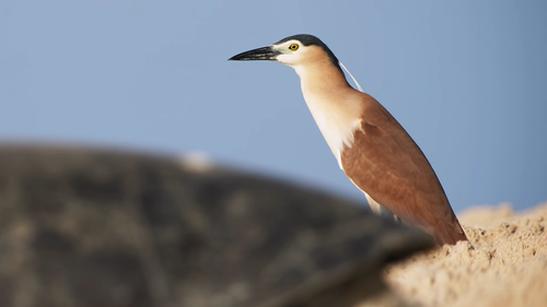 Planet.Earth.S03E01.2006.2160p.WEB DL.H265.AAC HHWEB.mp4 20241120 130337.769.png