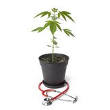 Get Rid of Health Issues by Medical Marijuana Treatment SmartLeaf Health Services