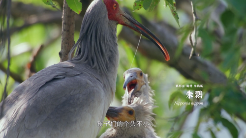 The.National.Parks.of.China.S01E01.2023.1080p.WEB DL.H264.AAC HHWEB.mp4 20241122 150258.059.png