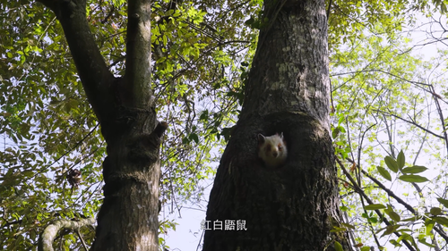 The.National.Parks.of.China.S01E01.2023.1080p.WEB DL.H264.AAC HHWEB.mp4 20241122 150253.852.png