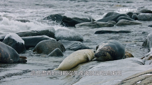 Wild.Scandinavia.S01E01.2023.1080p.Hami.WEB DL.H264.AAC HHWEB.mkv 20241122 150436.869.png