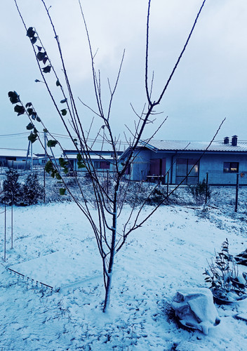 IMG 20241121 082449.jpg