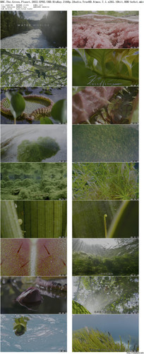 BBC.The.Green.Planet.2022.EP02.UHD.BluRay.2160p.2Audio.TrueHD.Atmos.7.1.x265.10bit.HDR beAst preview.jpg