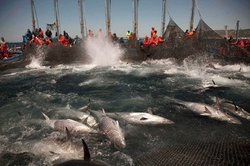 tuna2401.jpg