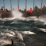 tuna2401
