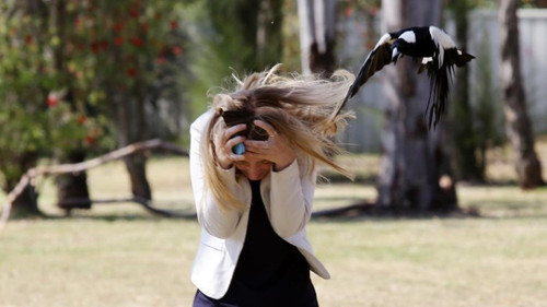 magpie 1.jpg