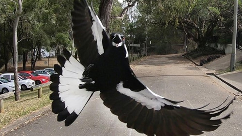 magpie 5.jpg