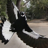 magpie 5