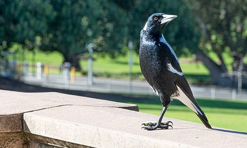 magpie 7.jpg