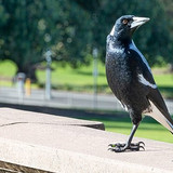 magpie 7