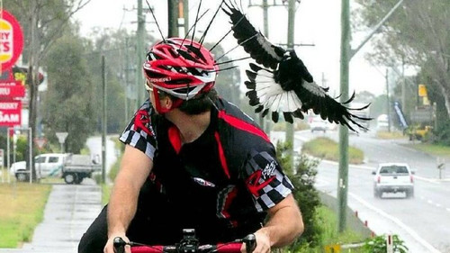 magpie 4.jpg