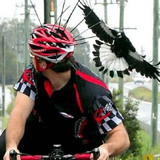 magpie 4