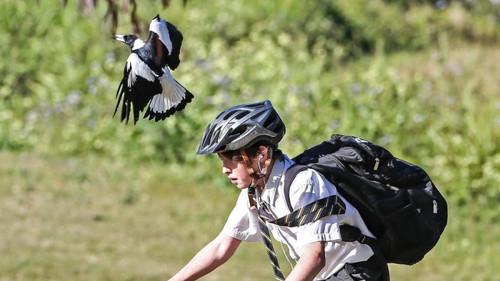 magpie 2.jpg