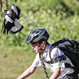 magpie 2