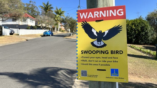 magpie 3.jpg