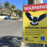 magpie 3