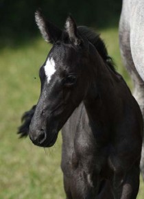 © Picobellohorses