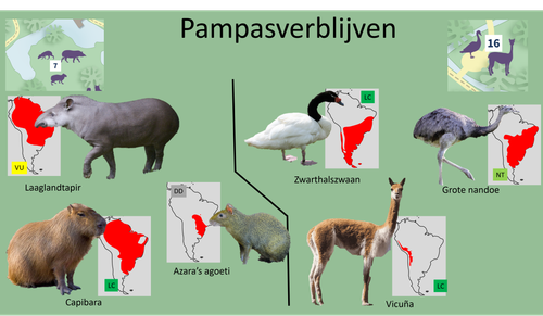 Pampasverblijven.png