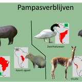 Pampasverblijven