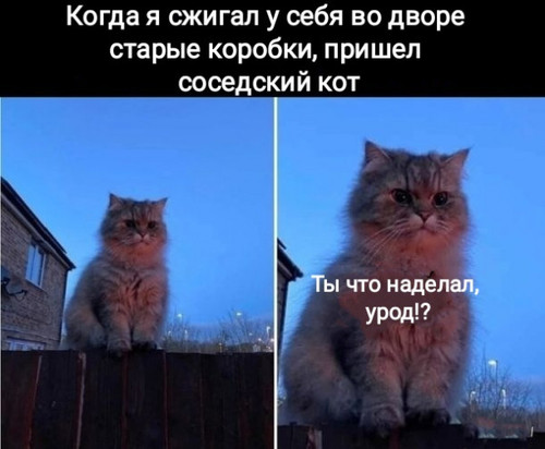 kot.jpg