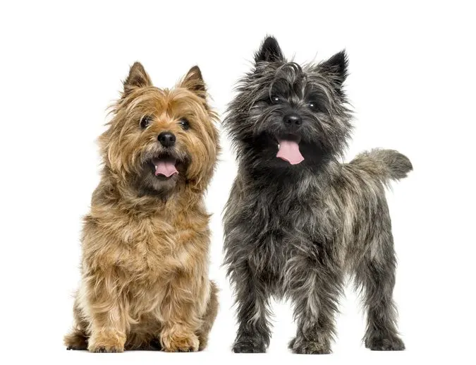 Canine Stewardships